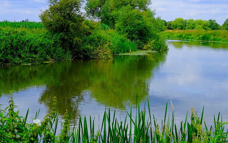 river scene with green reeds in foreground and trees in the background