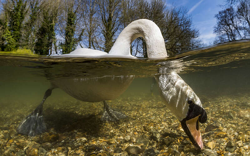 Photo of a swan from beneath the water