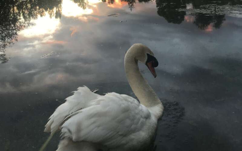 Swan swimming through river at sunset