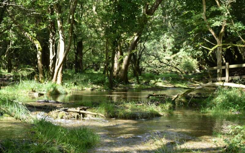 Scenic riverbank with vegetation