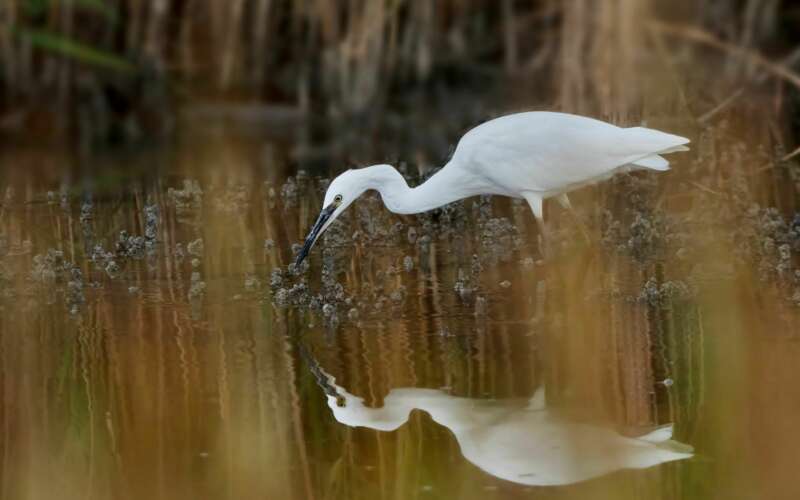 egret