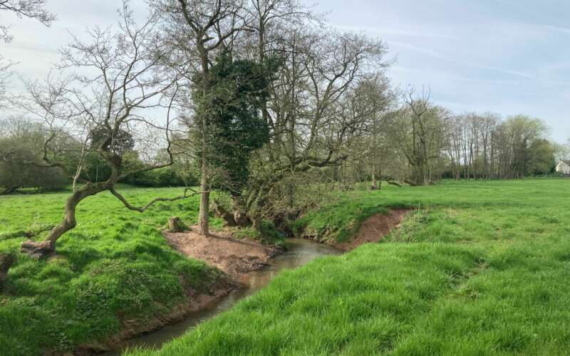 Several old trees stand tall over a small river, surrounded by flat grassland