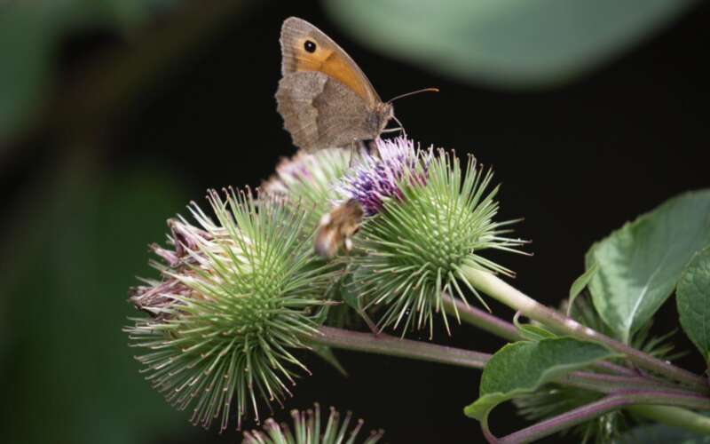butterfly