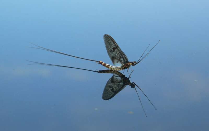 A delicate insect with a long thin tail and arched wings sits on the surface of blue water