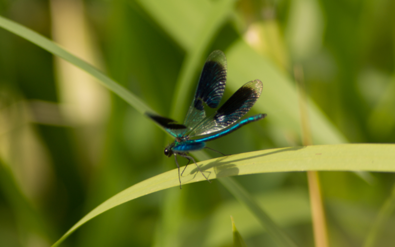 Damselfly perched on leaf