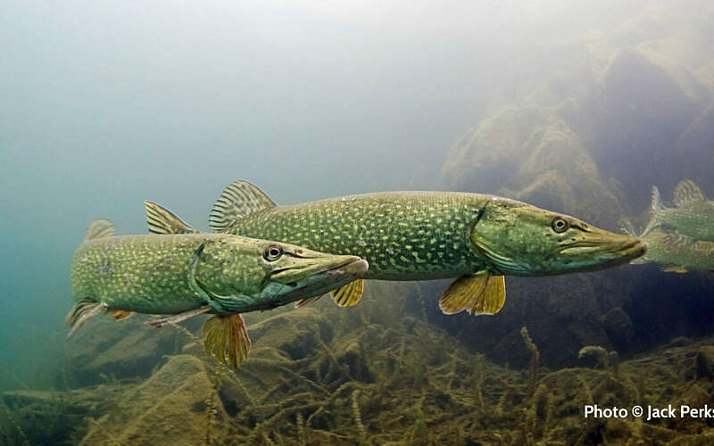 Two fish swim underwater