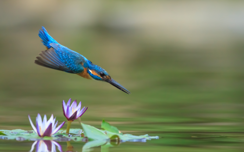 Kingfisher diving into river