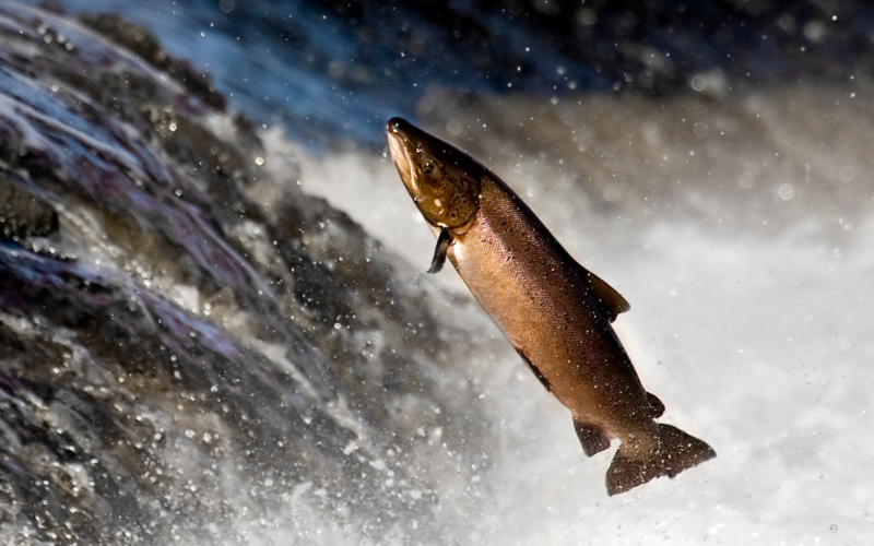 Salmon leaping Tyne river