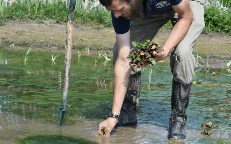 man planting in wetland