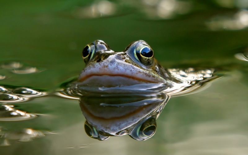 Frog peeping out of pond