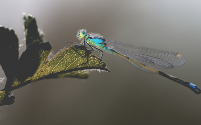 Damselfly on leaf