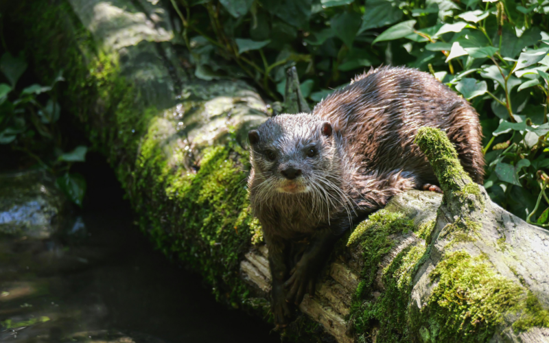 Otter in river