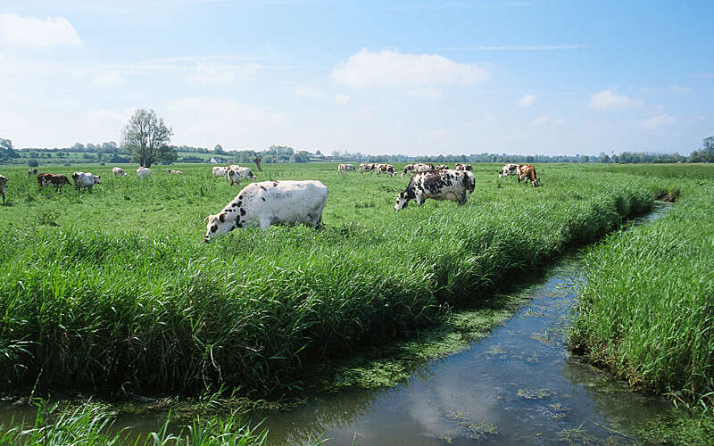 White cows with brown spots stood in long grass next to a river