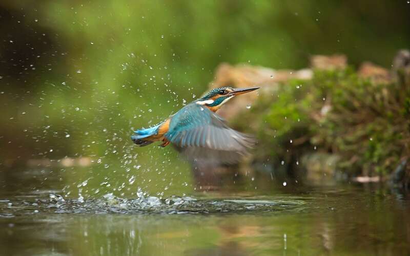 Photo of common kingfisher flying above river