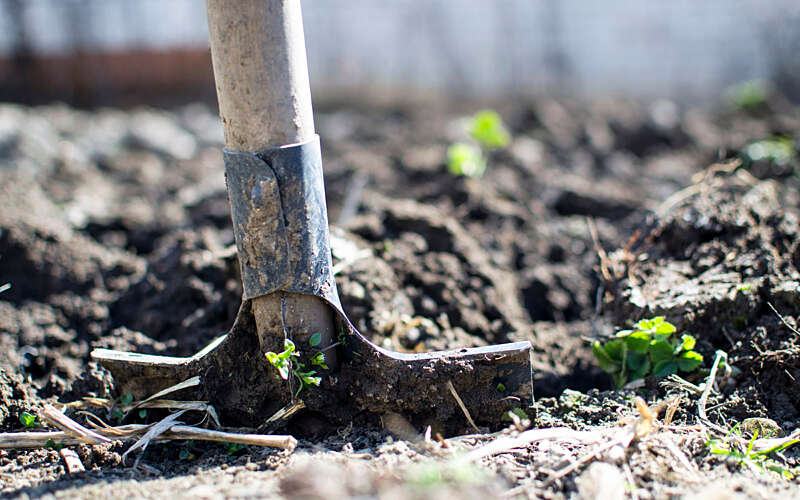 Shovel in soil, used for tree planting