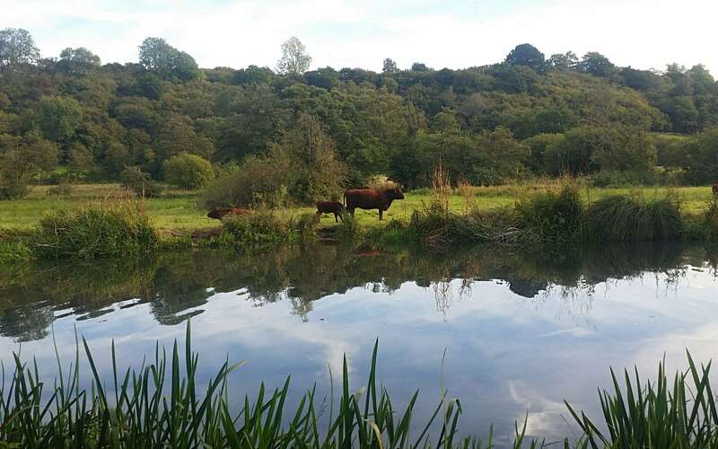 Cow next to river