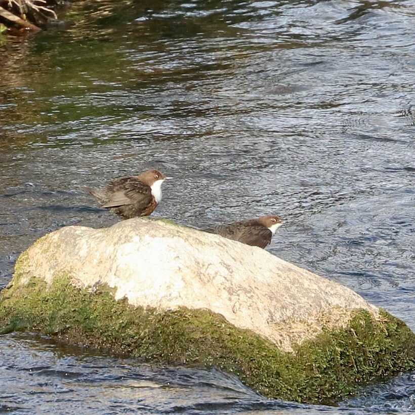 Dipper on rock