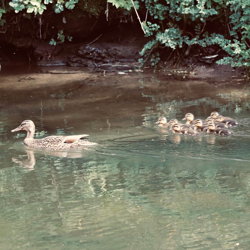 Duck with ducklings behind