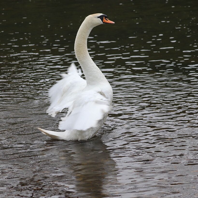 Swan