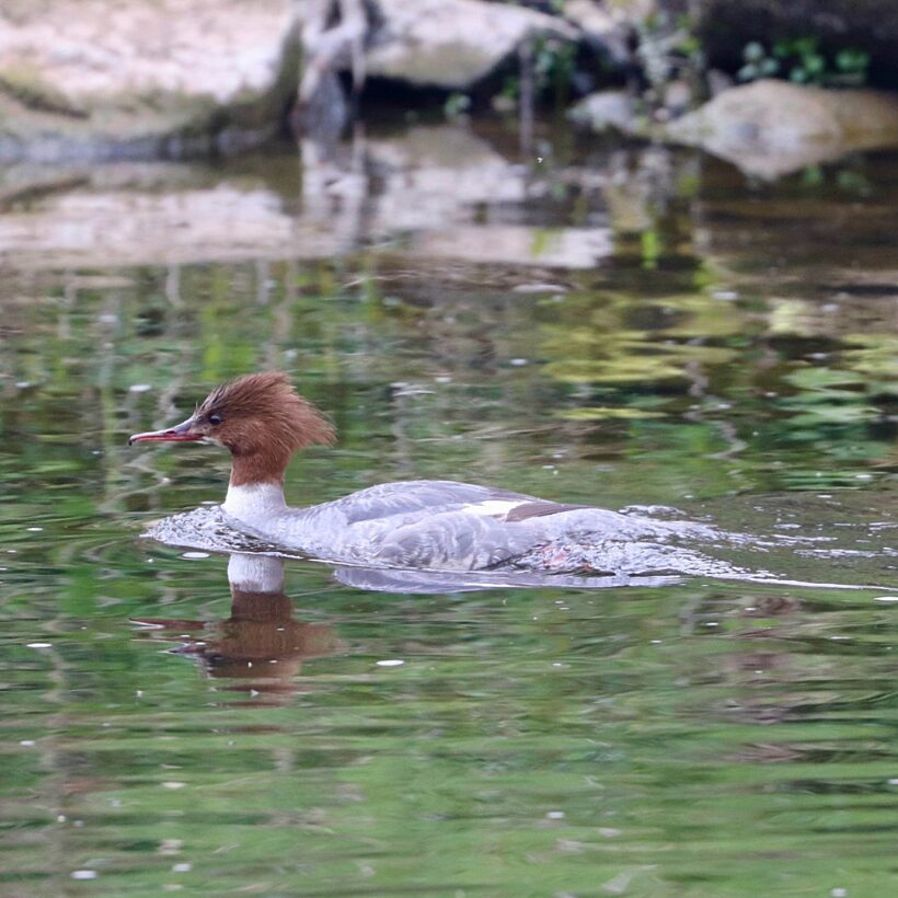 Grebe