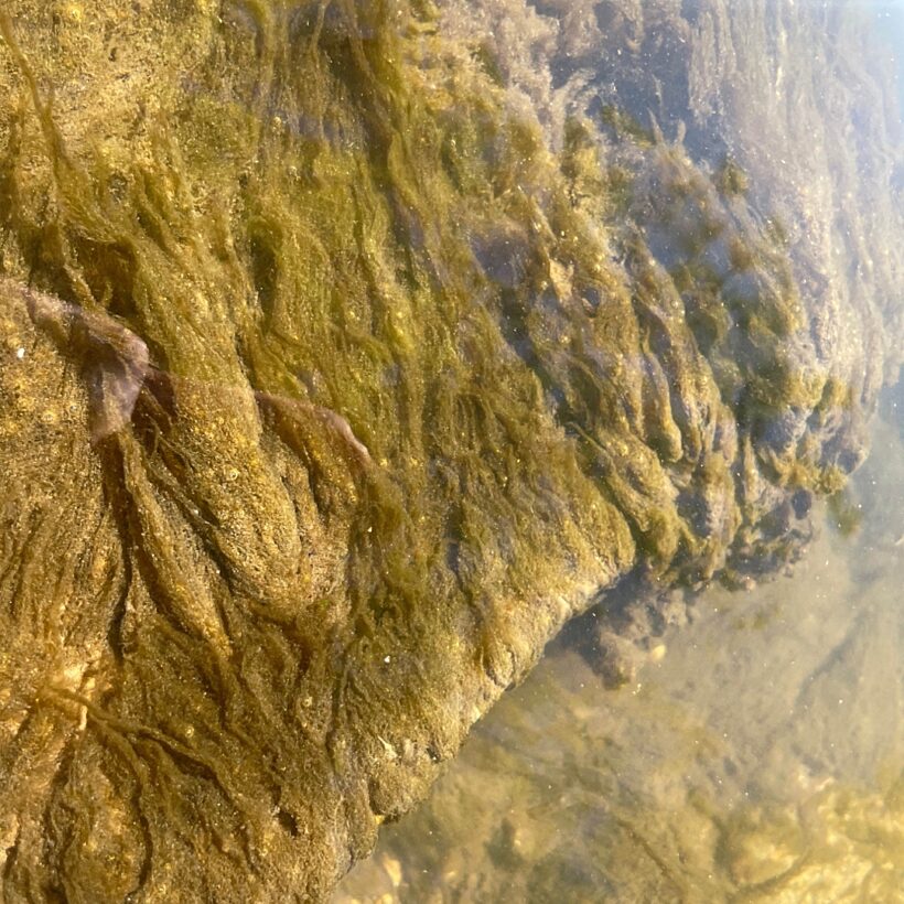 Sewage fungus under water