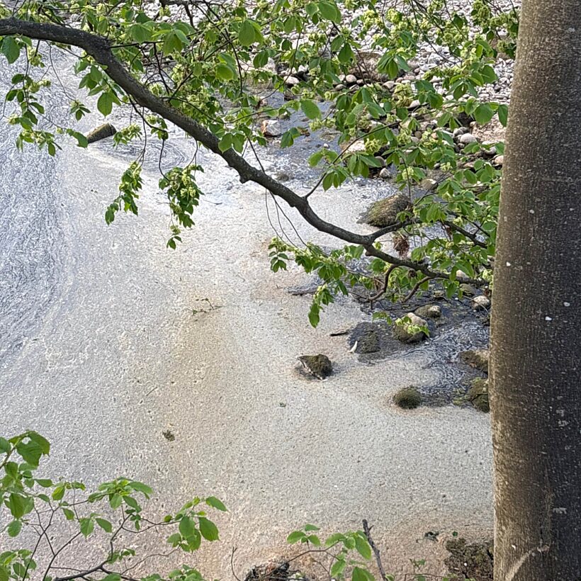 Pollution on the surface of the river