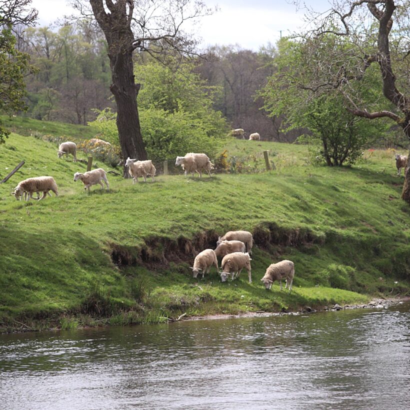 Sheep stood on a river bank
