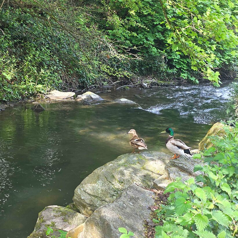 Ducks on rock by a river