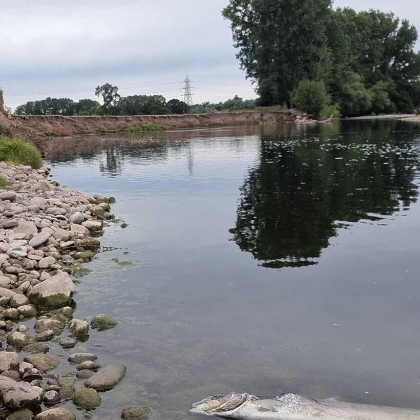 Dead salmon in shallow water at edge of a river, looking across the water with trees in the background.