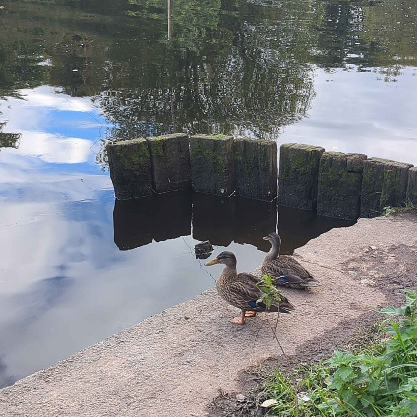 Two ducks sat on a wall next to a river