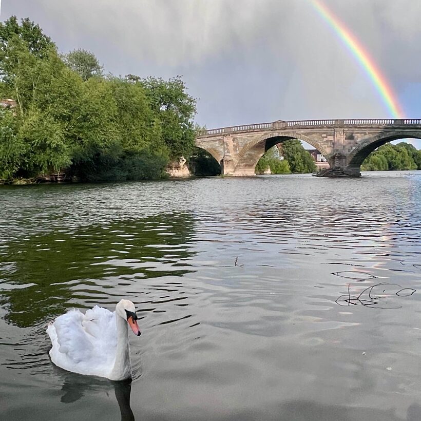 A swan in the foreground on the surface of a river with a bridge in the background and a rainbow going across the sky