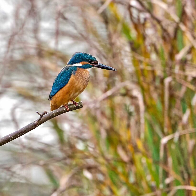 A kingfisher sat on a small branch over a river with reeds in the background