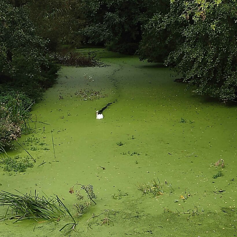 Green algae covering the surface of a narrow river with a swan sitting on the surface