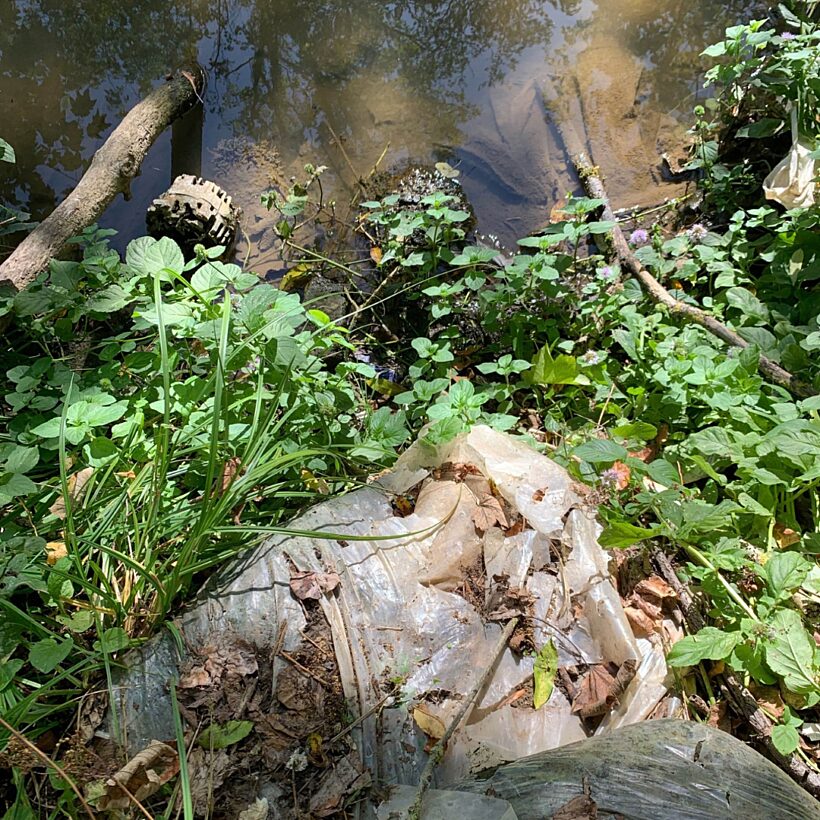 A dirty plastic bag on the bank of a river sat in vegetation