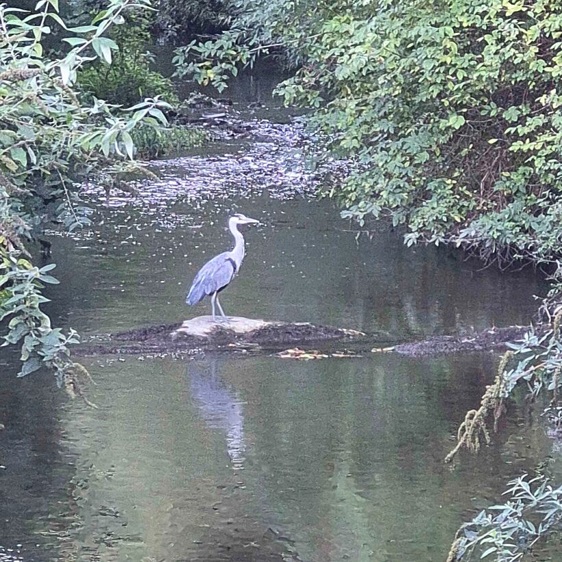 Grey heron stood in the middle of a river with trees on the banks