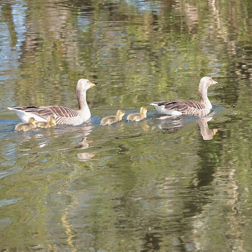 Two adult ducks with four ducklings on the water of a river