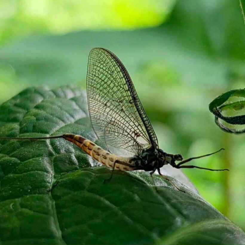 Mayfly sat on a dark green leaf with a dark green background