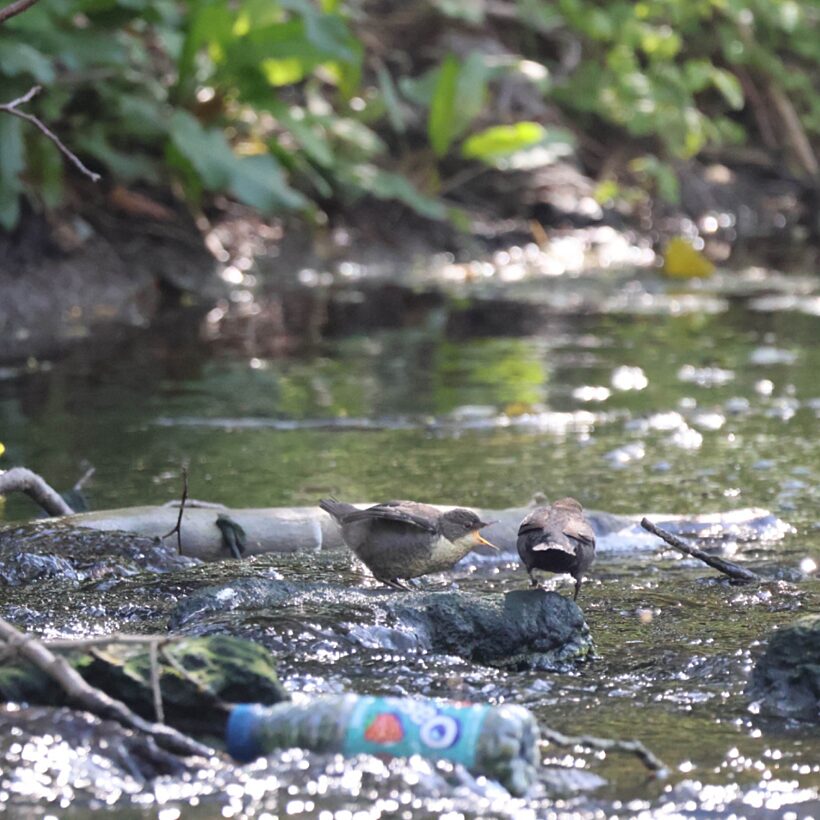 An oasis plastic bottle sat in shallow river water with baby birds in the background
