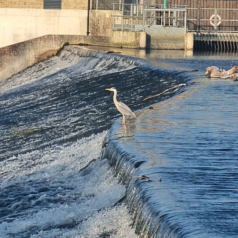 A grey heron sat at the edge of water flowing over a weir