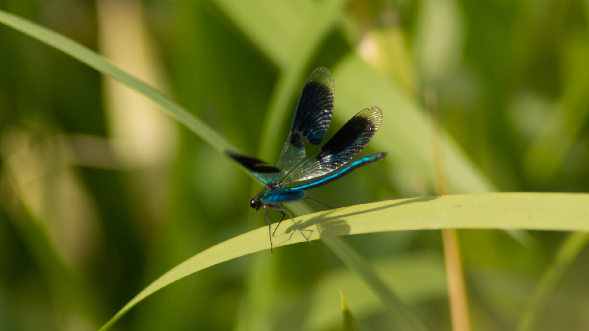 Damselfly perched on leaf