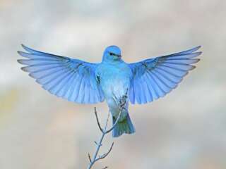 A bright blue bird on a small branch, with wings outstretched