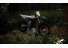 07062025 1233 starkvarg mx gry 002