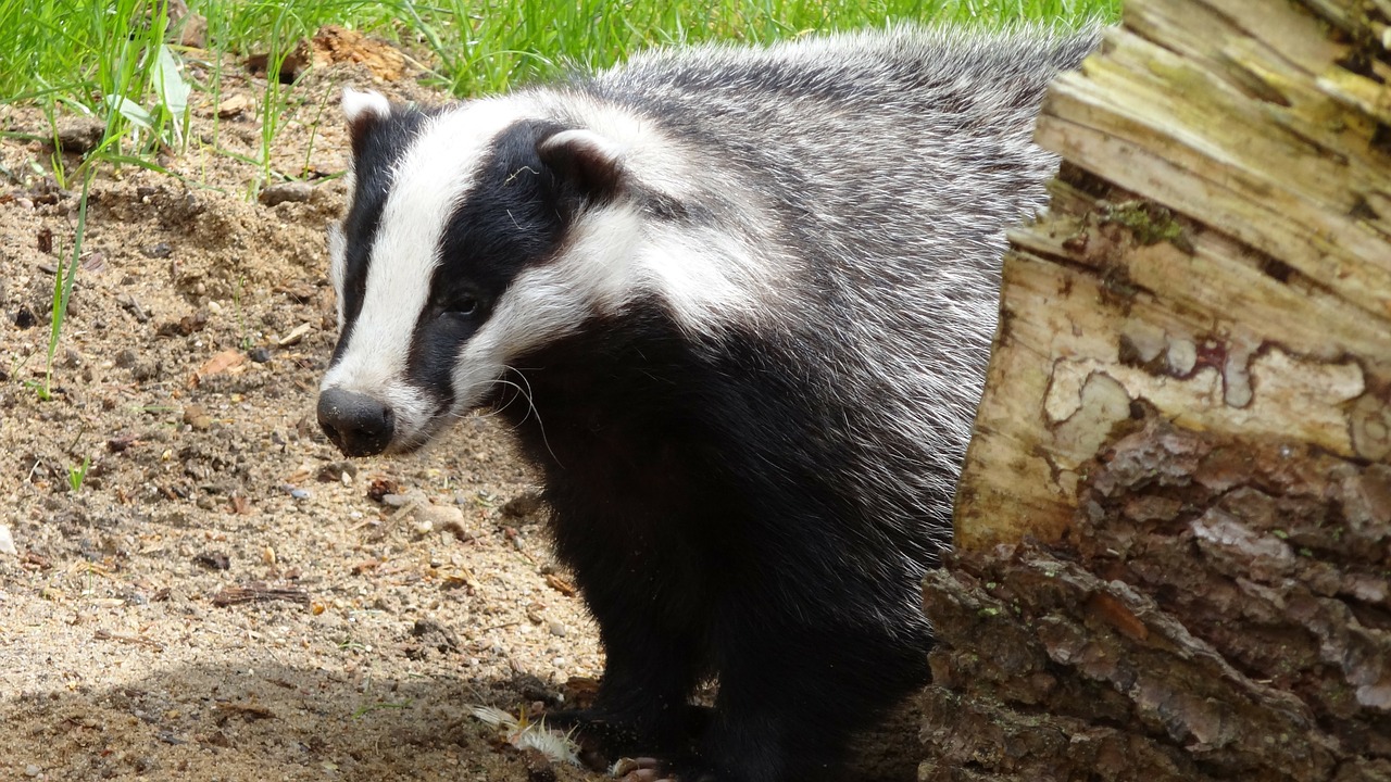 Badger cull