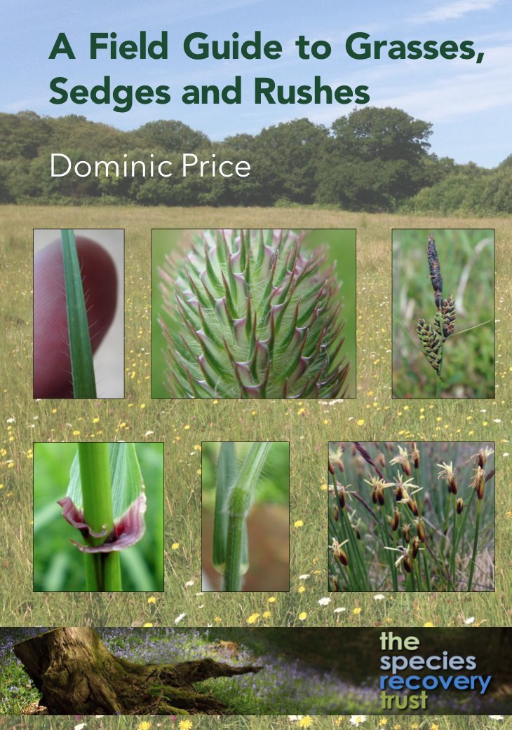A Field Guide to Grasses, Sedges and Rushes (Spiral Bound)