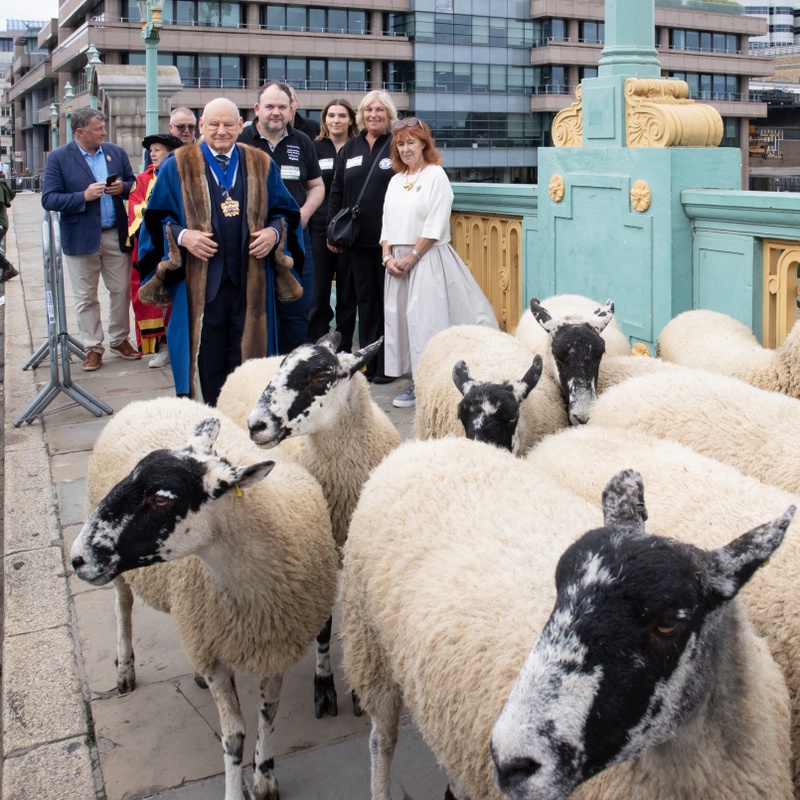 WCB at the Woolmen’s Sheep Drive