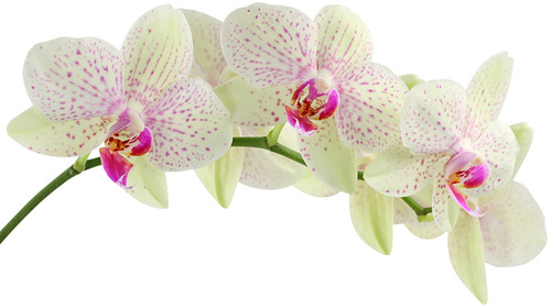 Bild Gonis AB (Foton Lokalvårdare, Bild Städföretag)