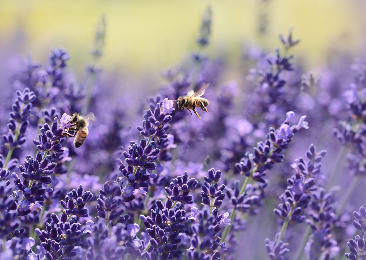 Bild Lavanda Cleaning (Foton Lokalvårdare, Bild Städföretag)