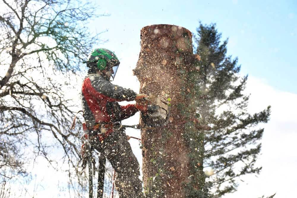 Trädfällare och arborister i Stockholm