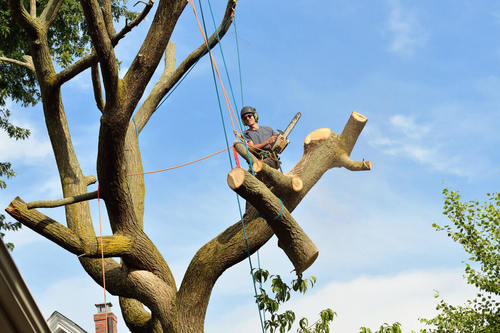 arborister