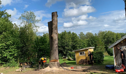 Så fäller vi träd i Stockholm